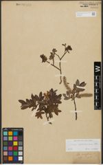Foto von Salix waldsteiniana Willd.